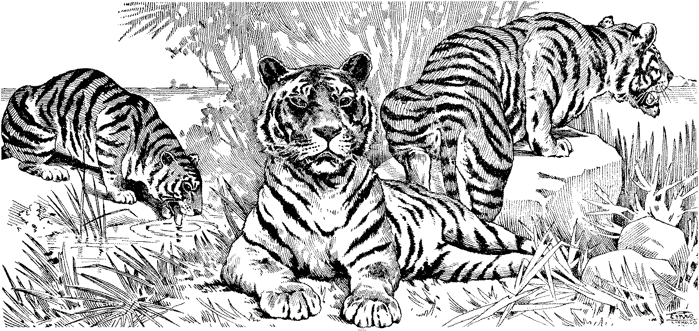 coloring pages of tigers