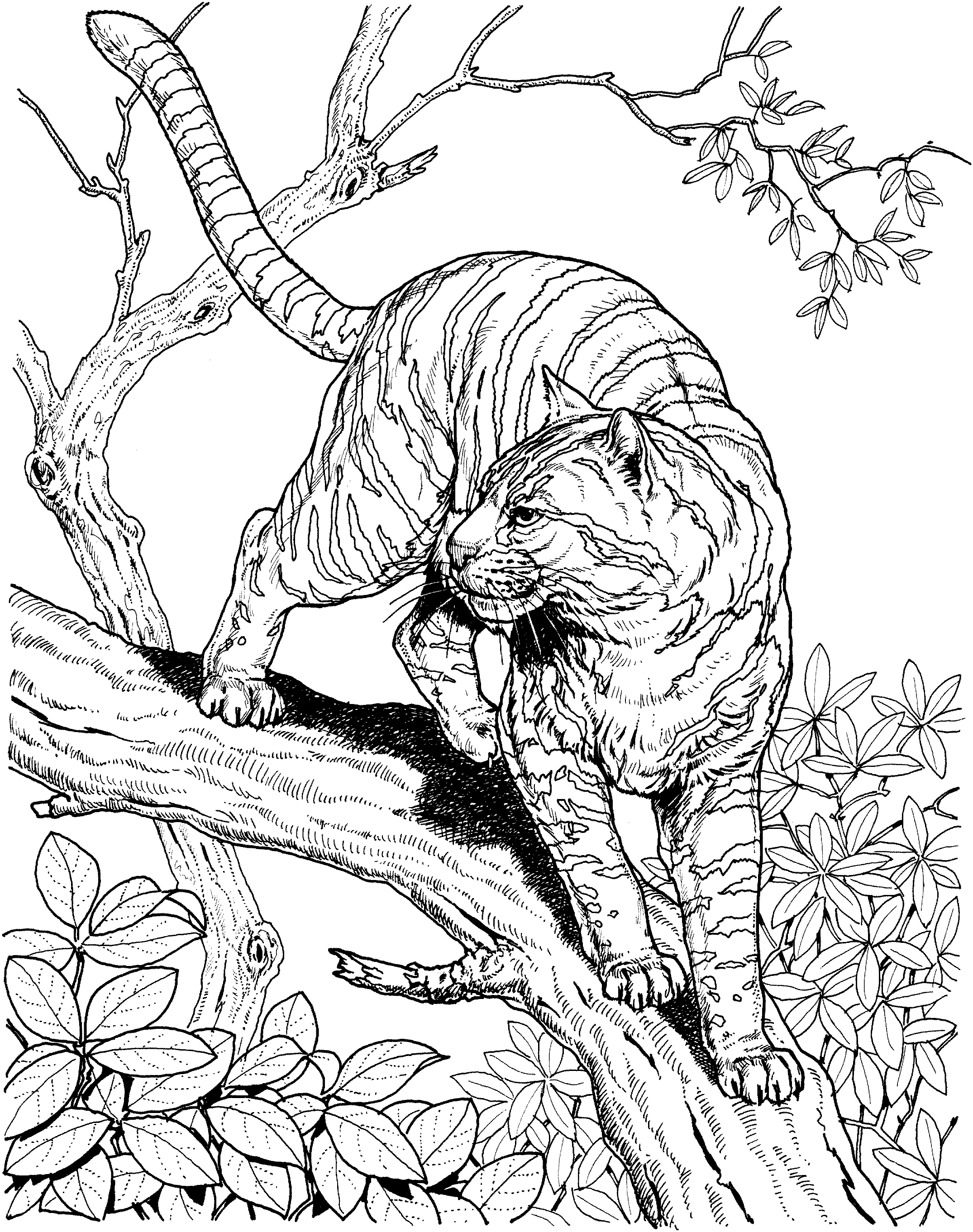 baby bobcat coloring pages - photo #31