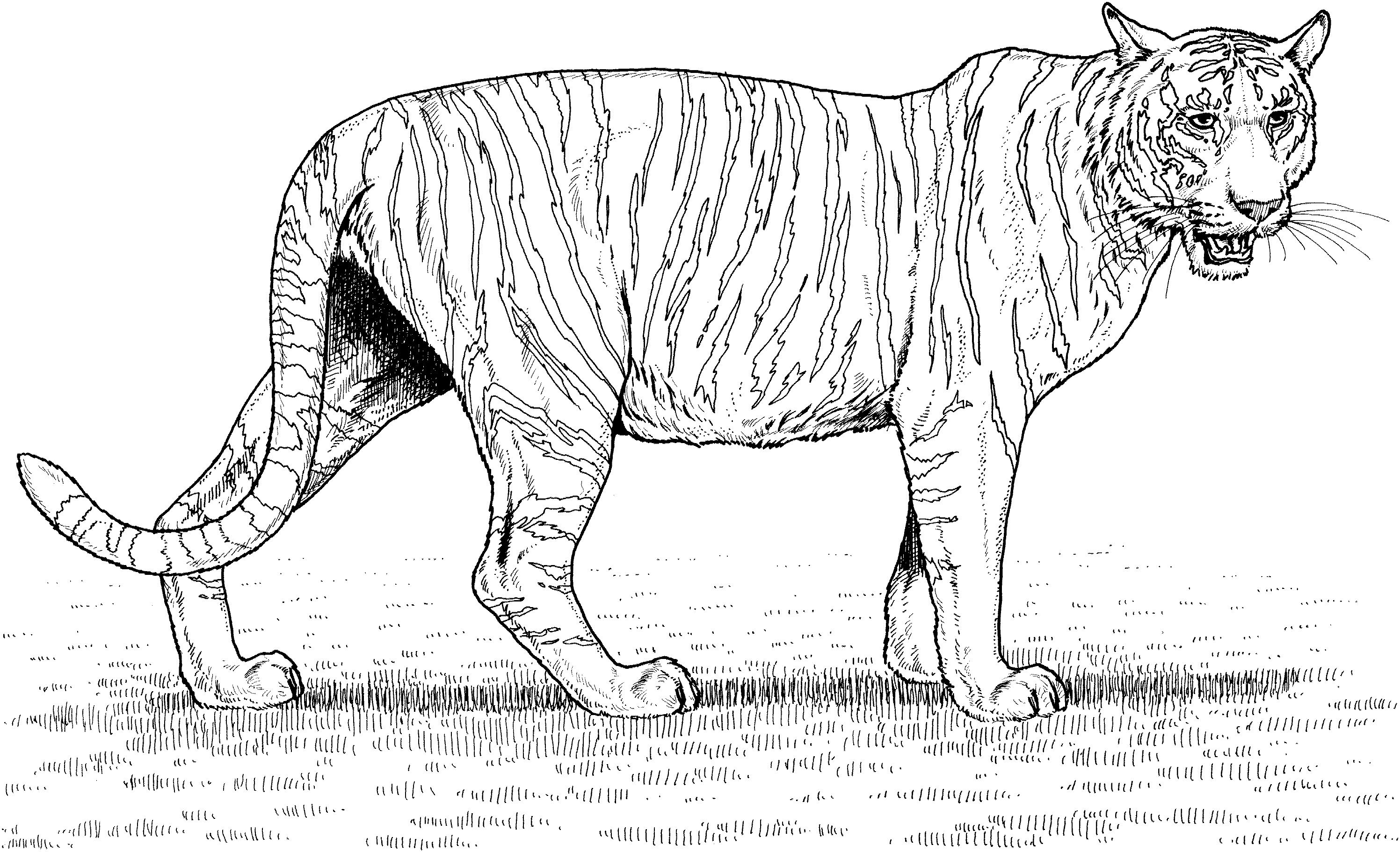 Free Tiger Coloring Pages