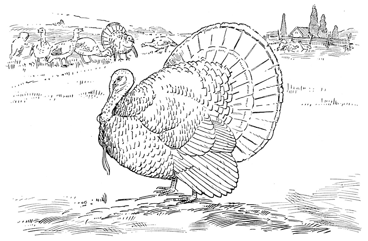black throated gray turkey coloring pages