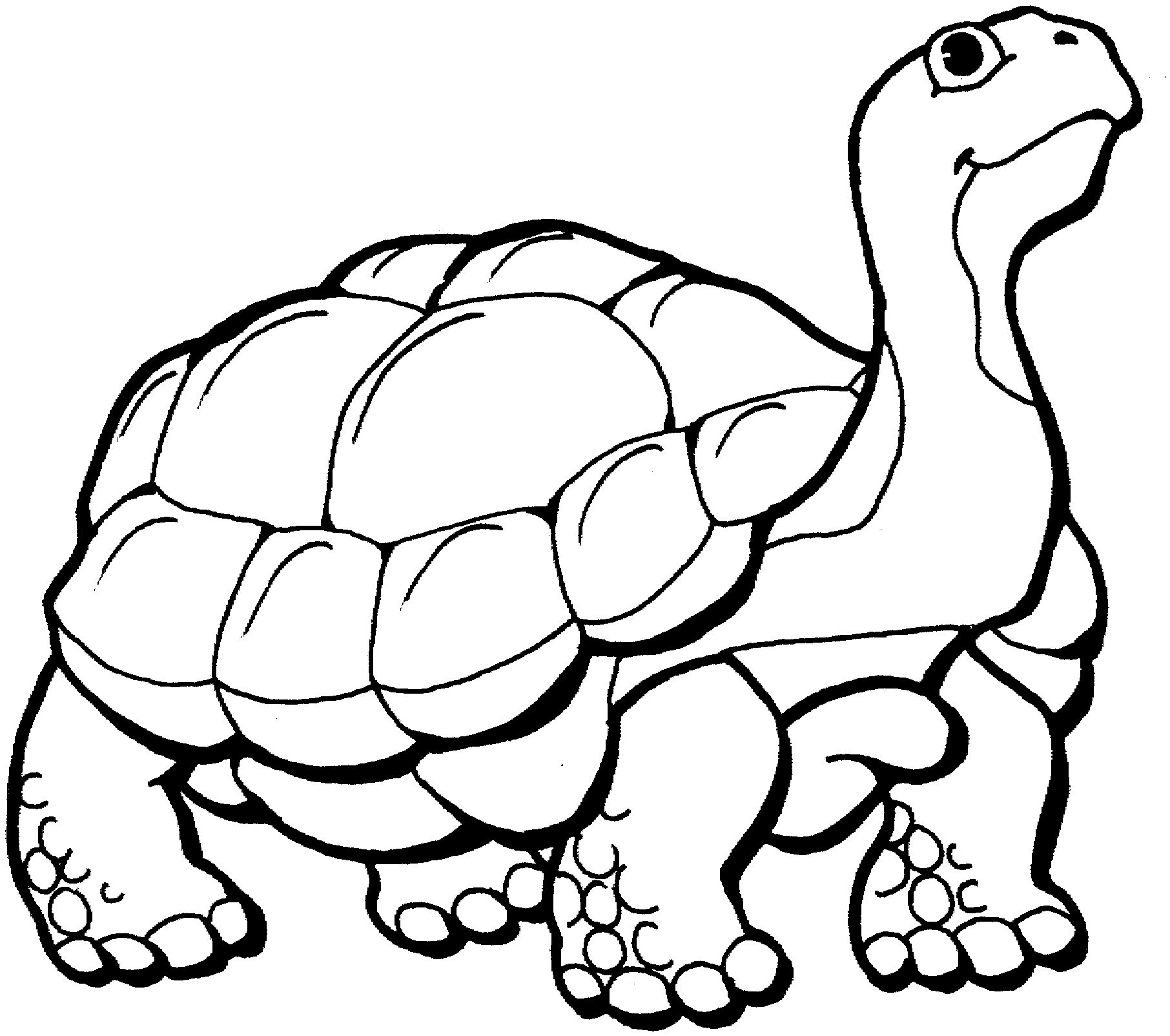 free turtle clipart black and white - photo #43