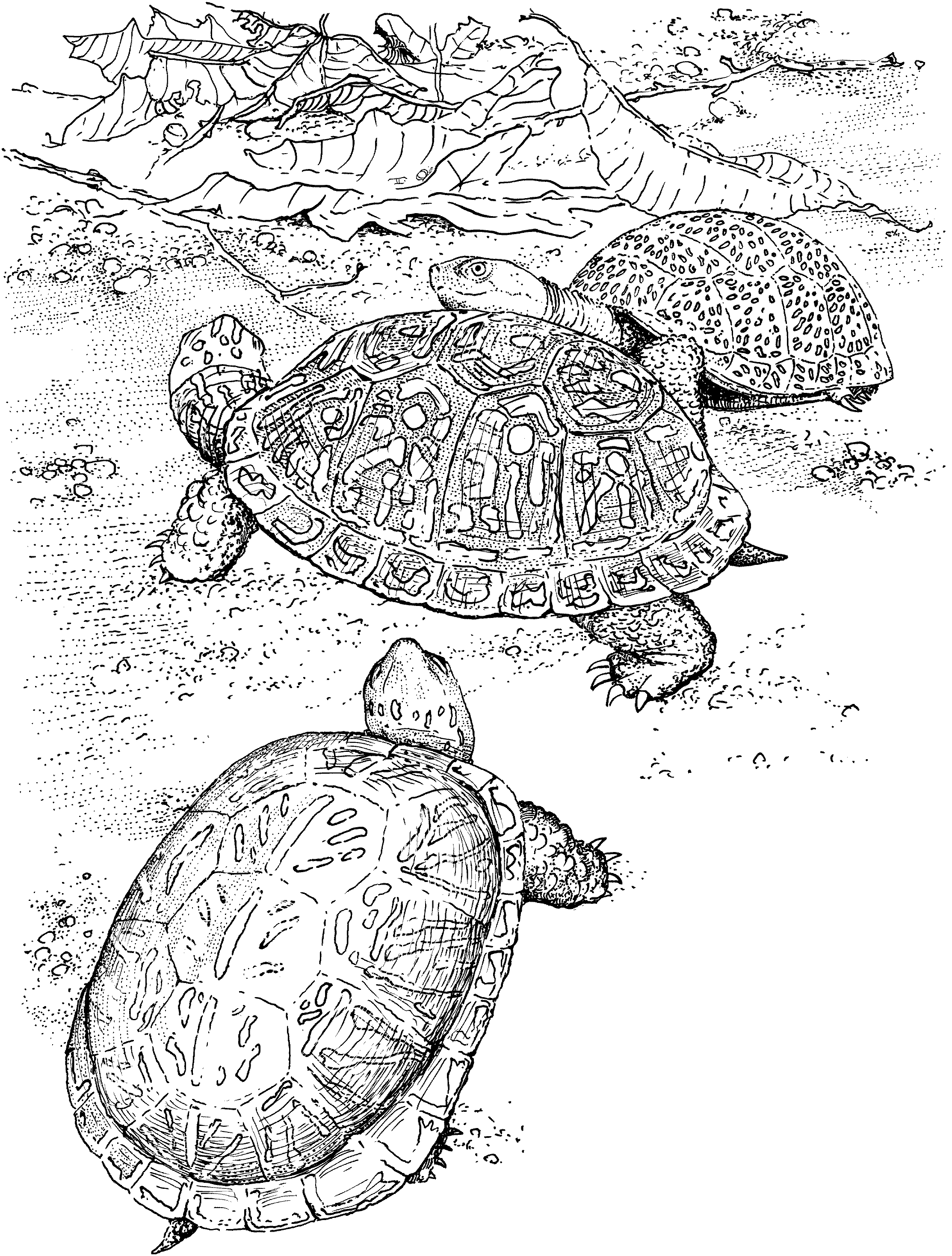 Free Turtle Coloring Pages