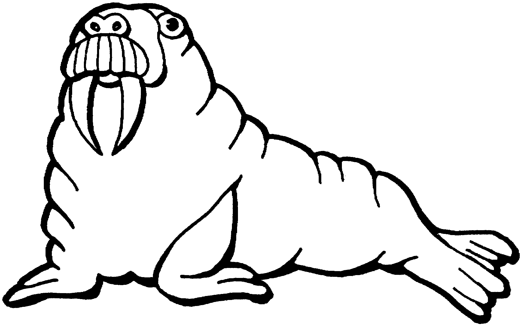 walrus coloring pages kids - photo #43