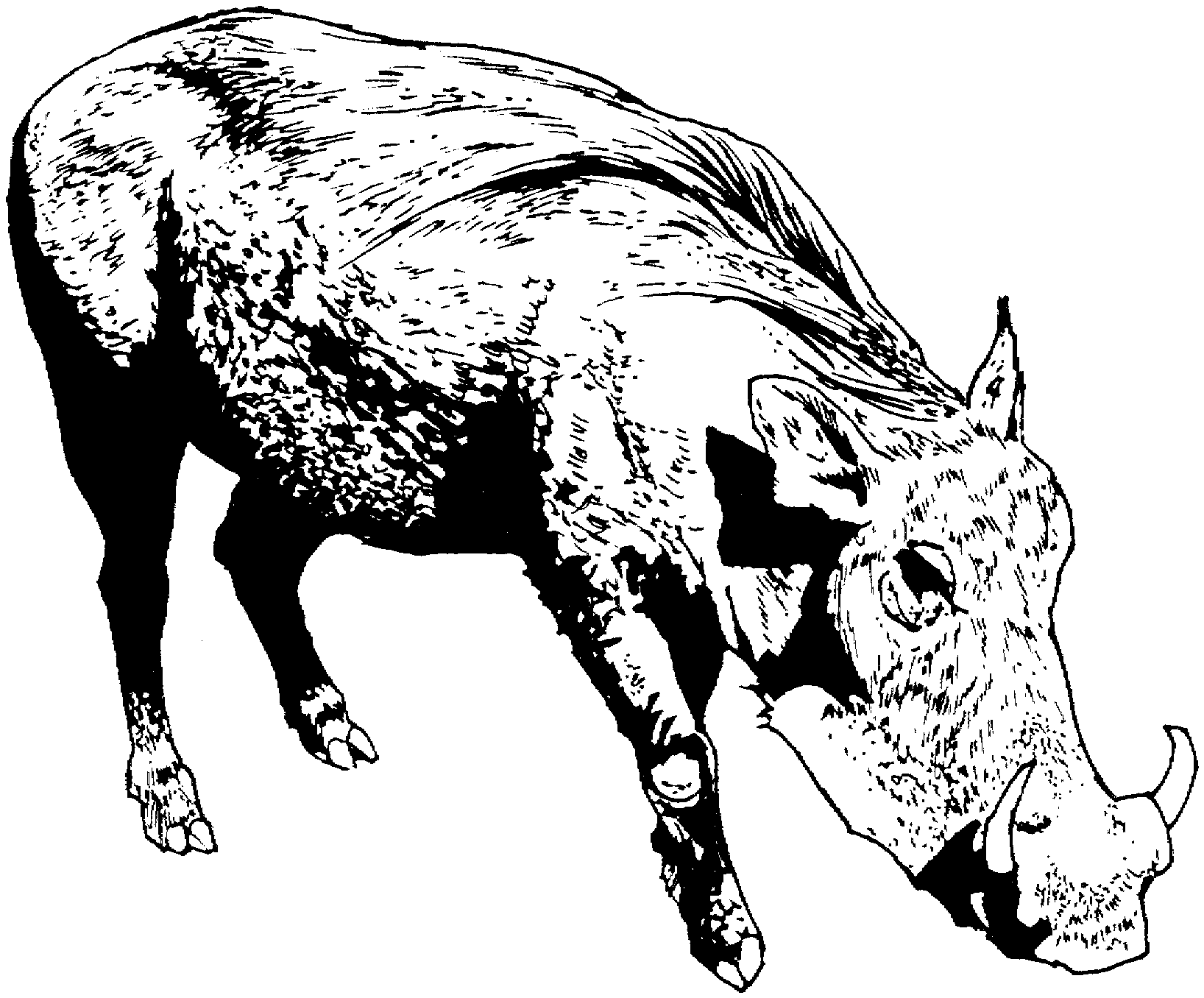 warthog coloring pages - photo #31