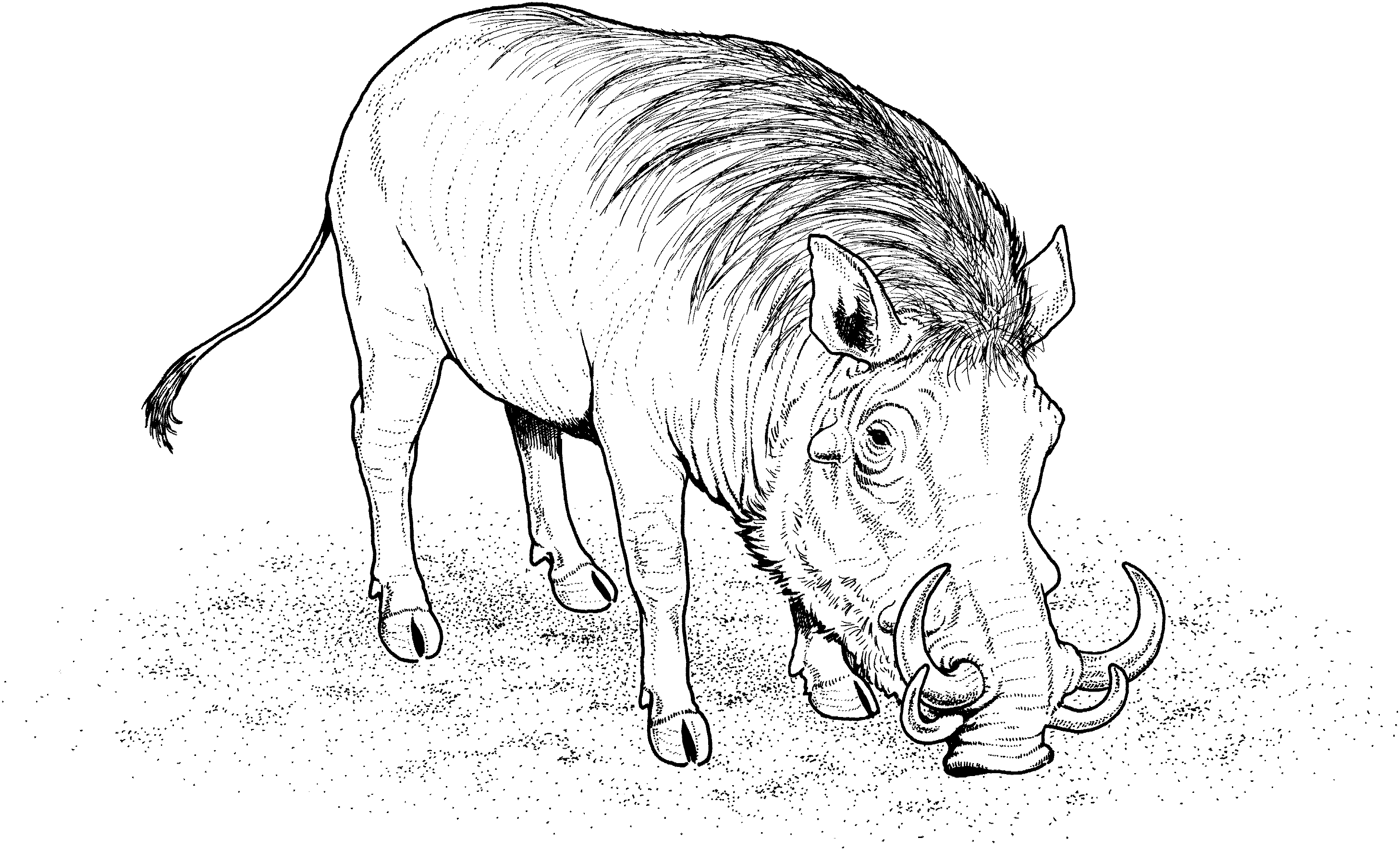 Free Warthog Coloring Pages