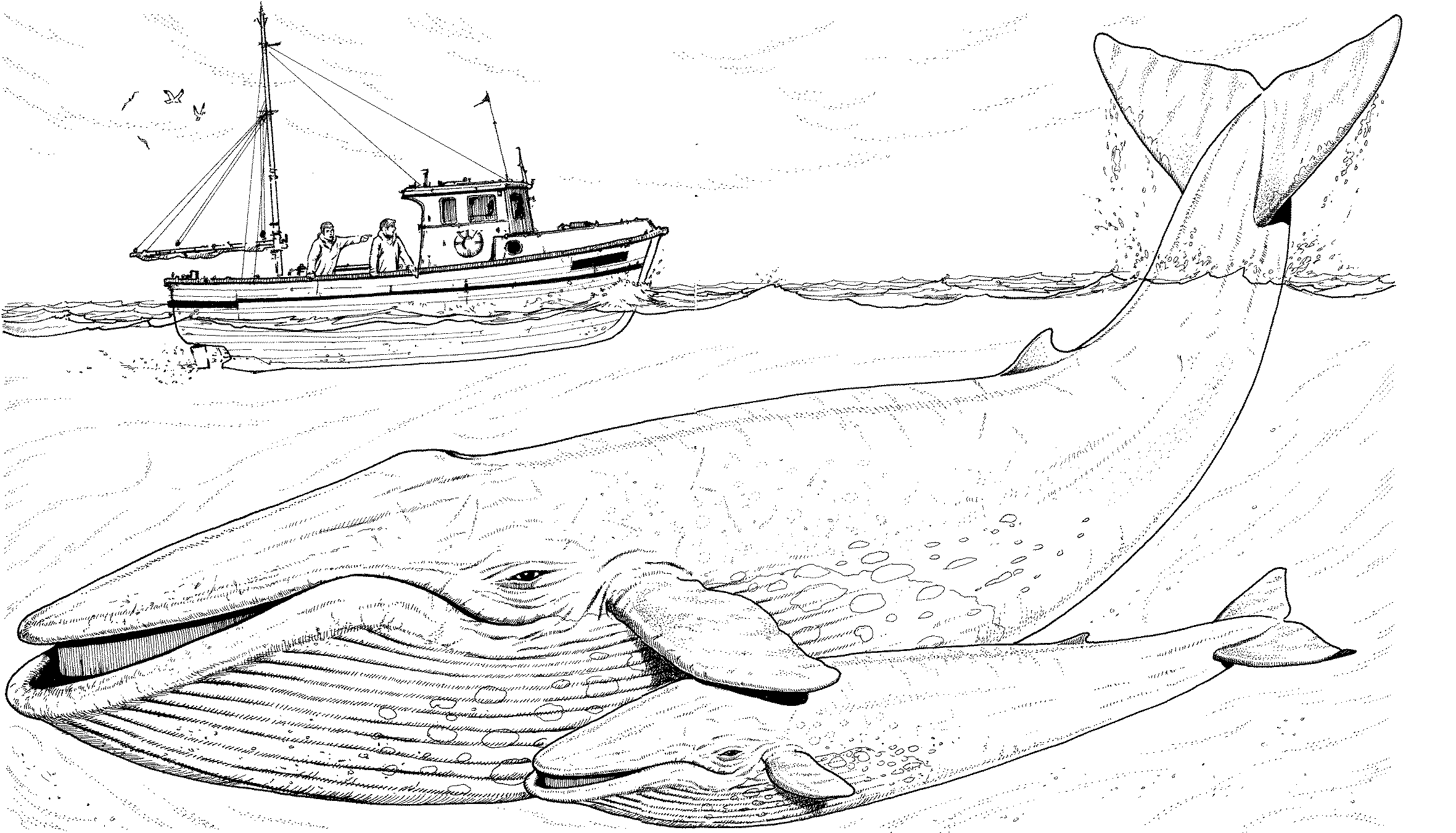 humpback whale coloring pages