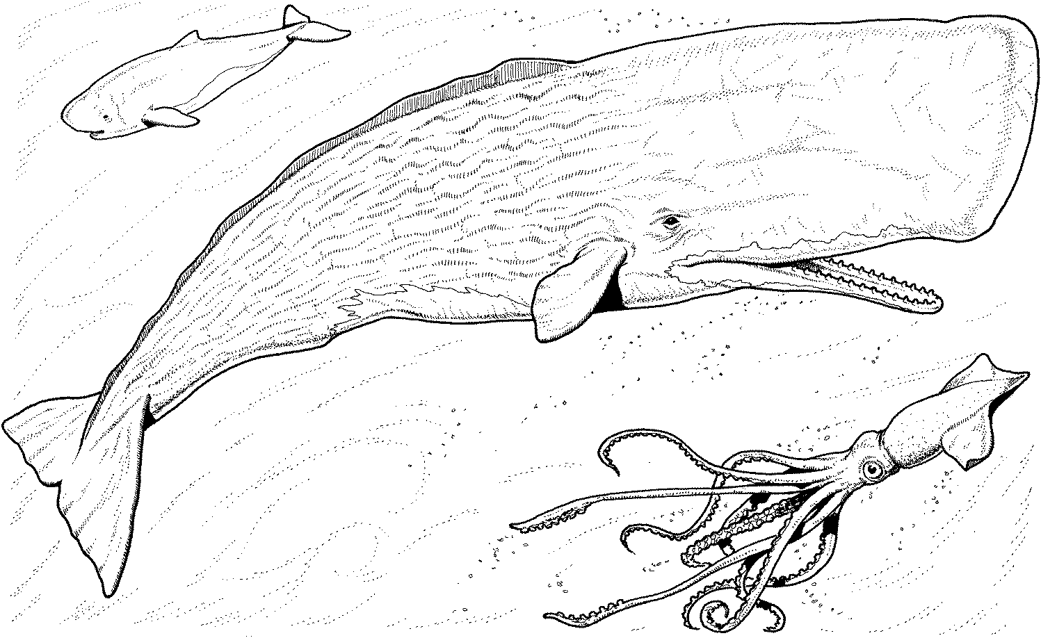 Free Whale Coloring Pages