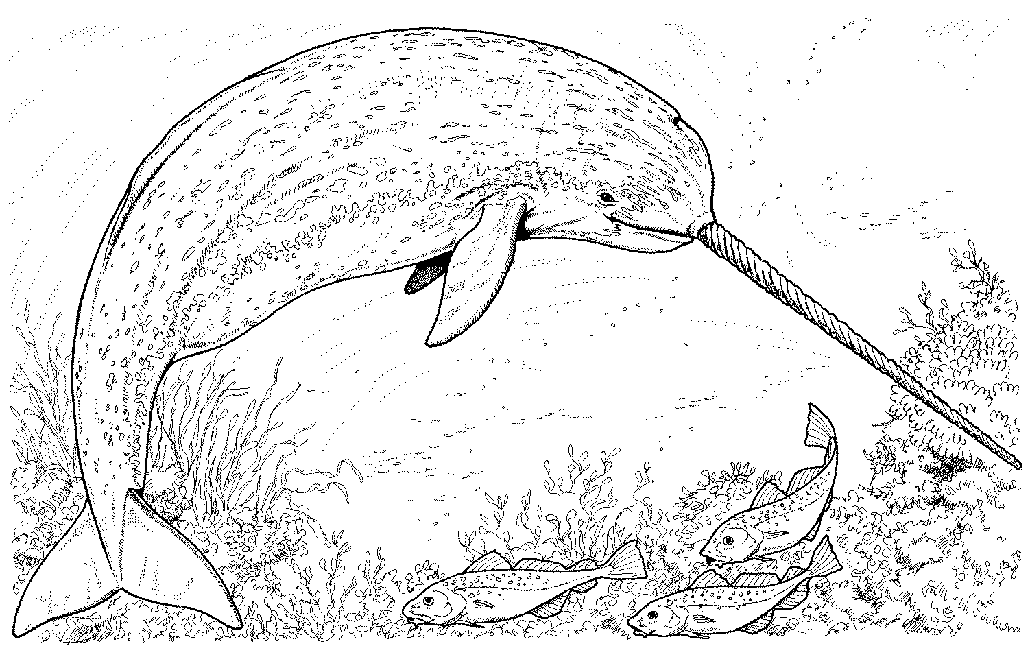 Free Whale Coloring Pages