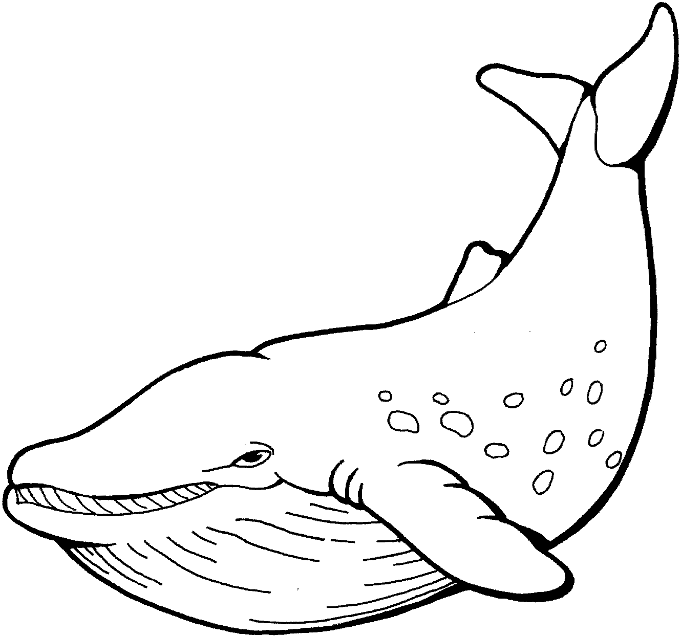 Free Whale Coloring Pages