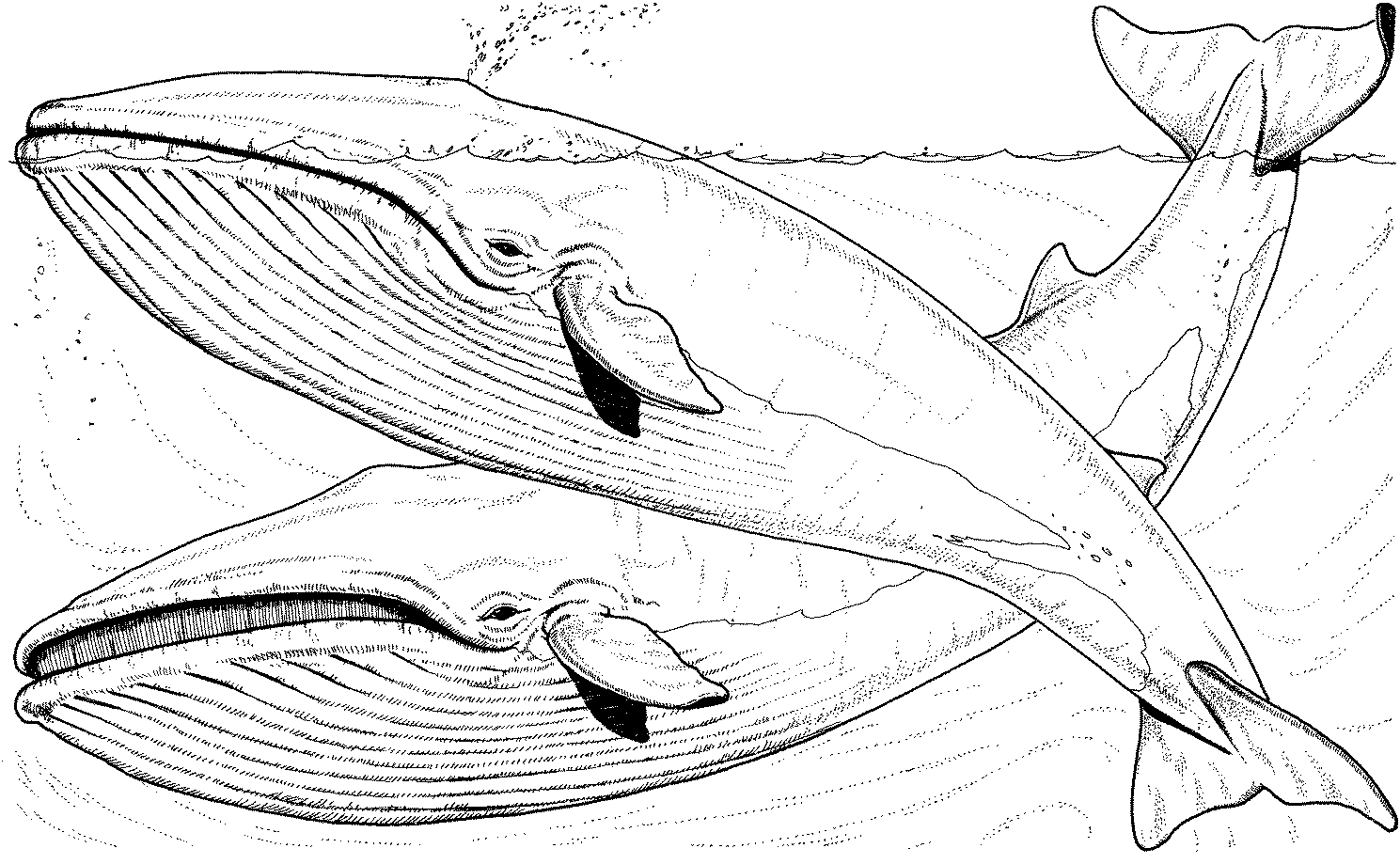 Free Whale Coloring Pages