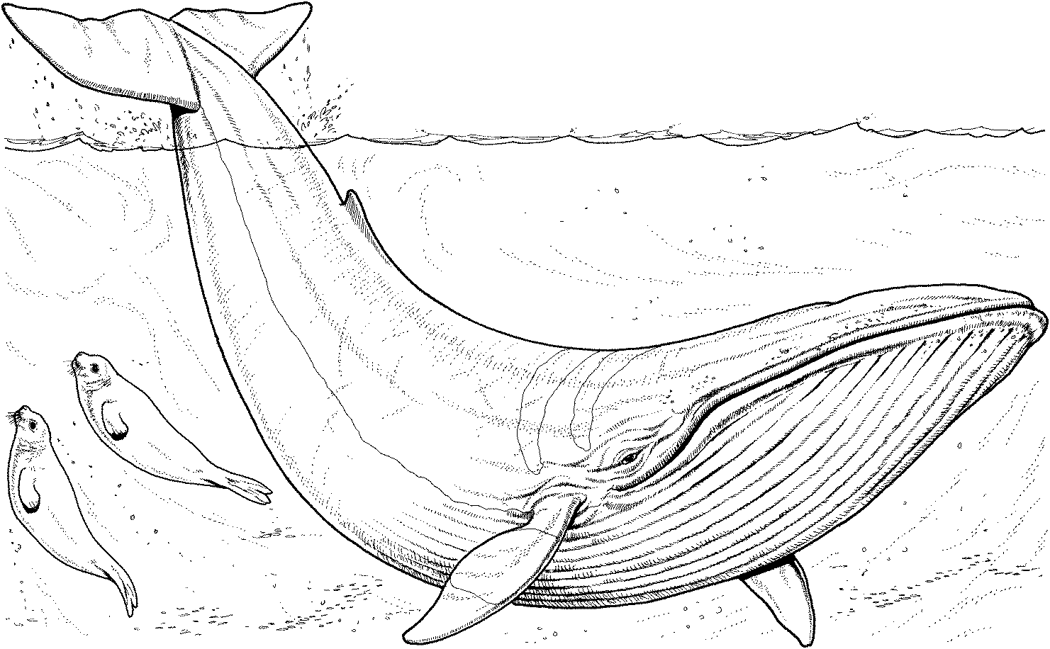 Free Whale Coloring Pages