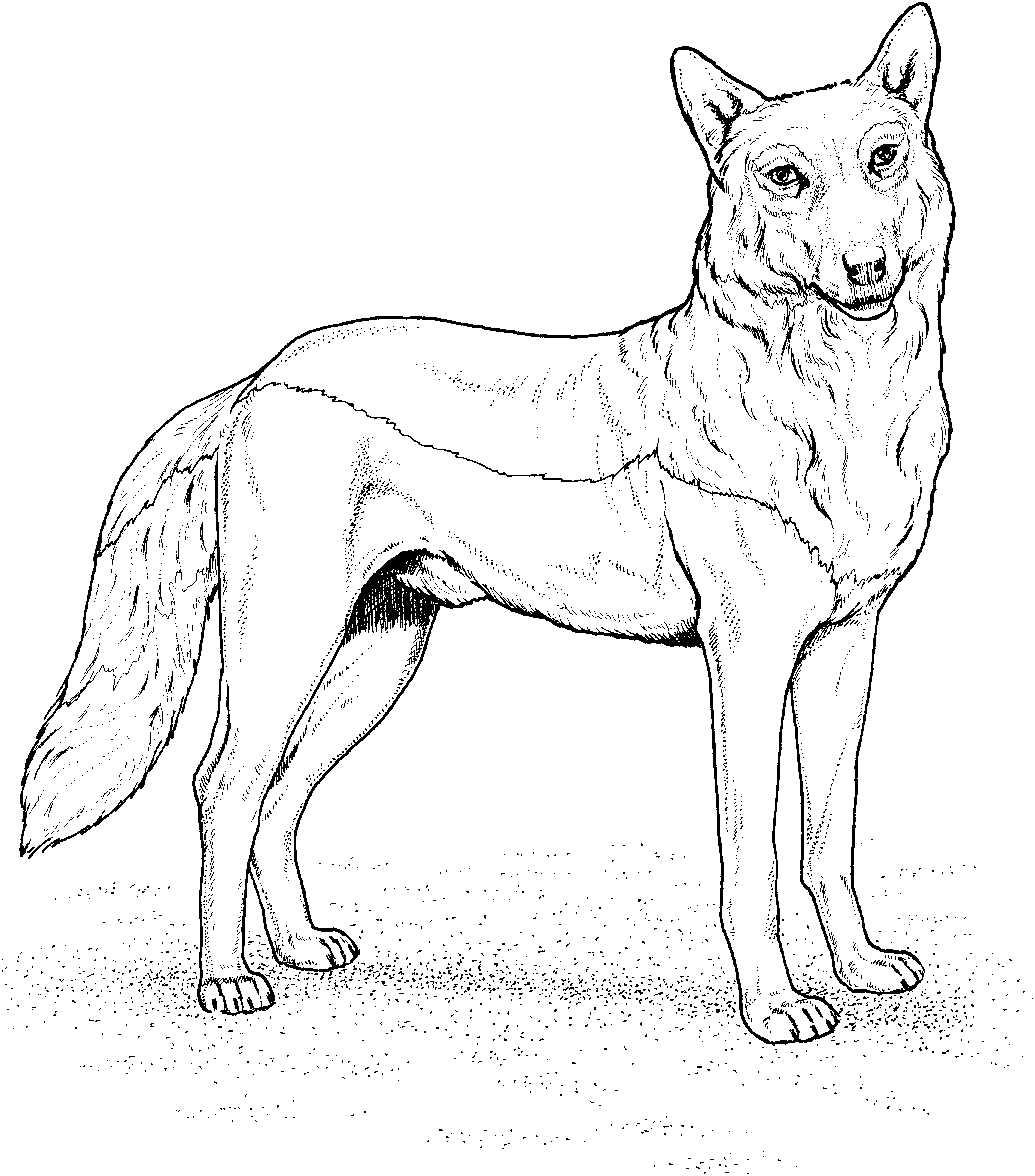 Free Wolf Coloring Pages