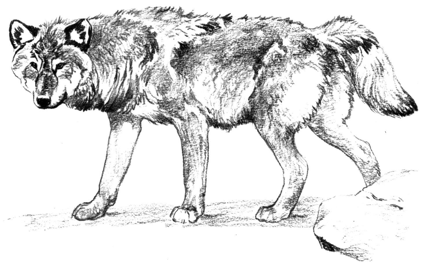 anime wolf coloring pages