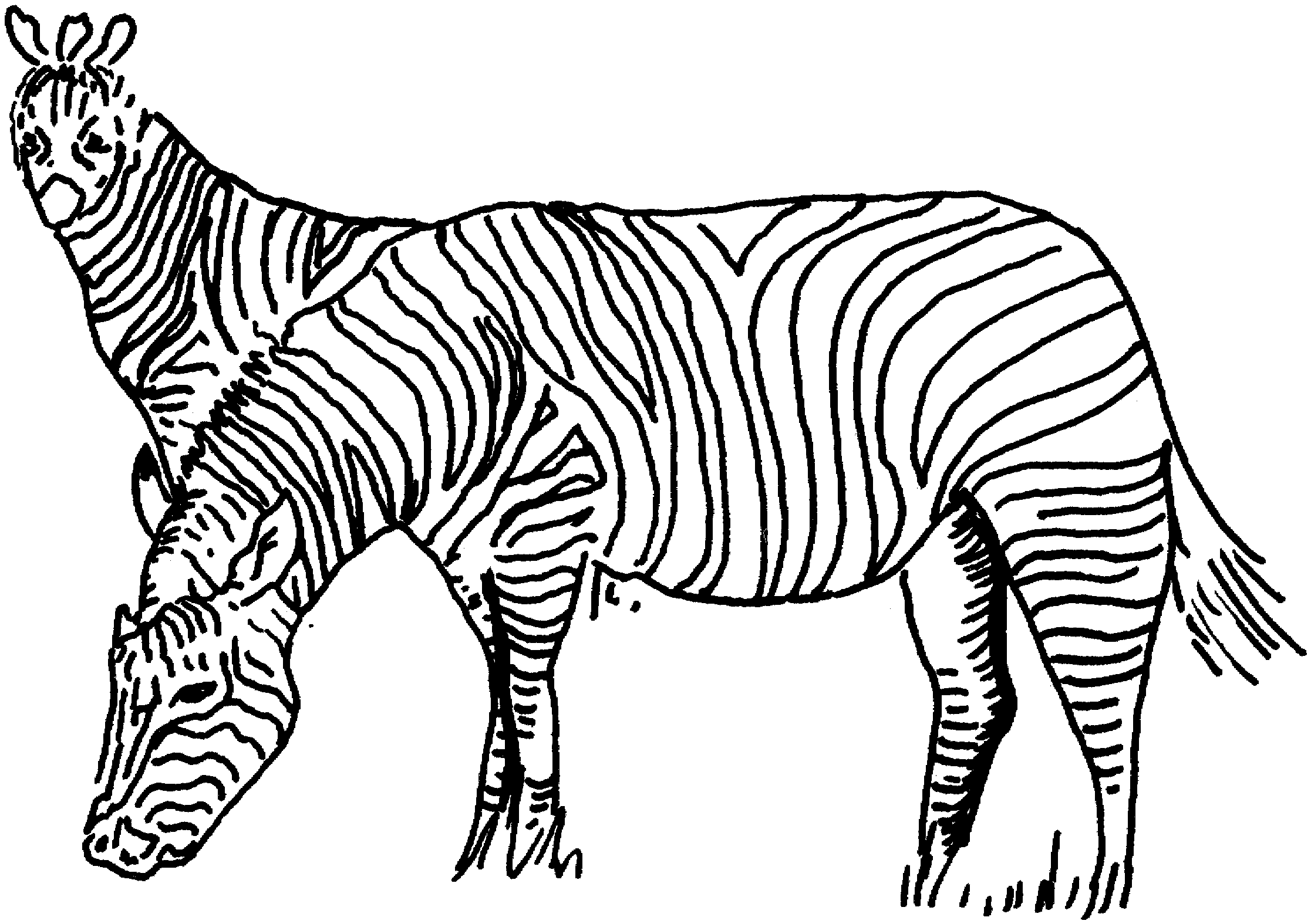 zebra coloring book pages - photo #24