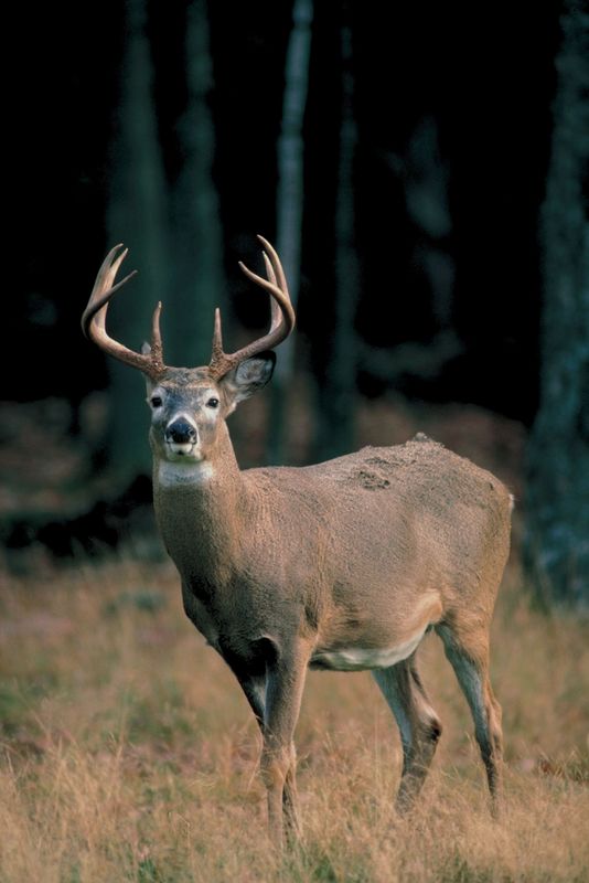 Deer Photo Gallery