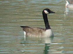 canada geese