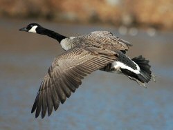 canada goose