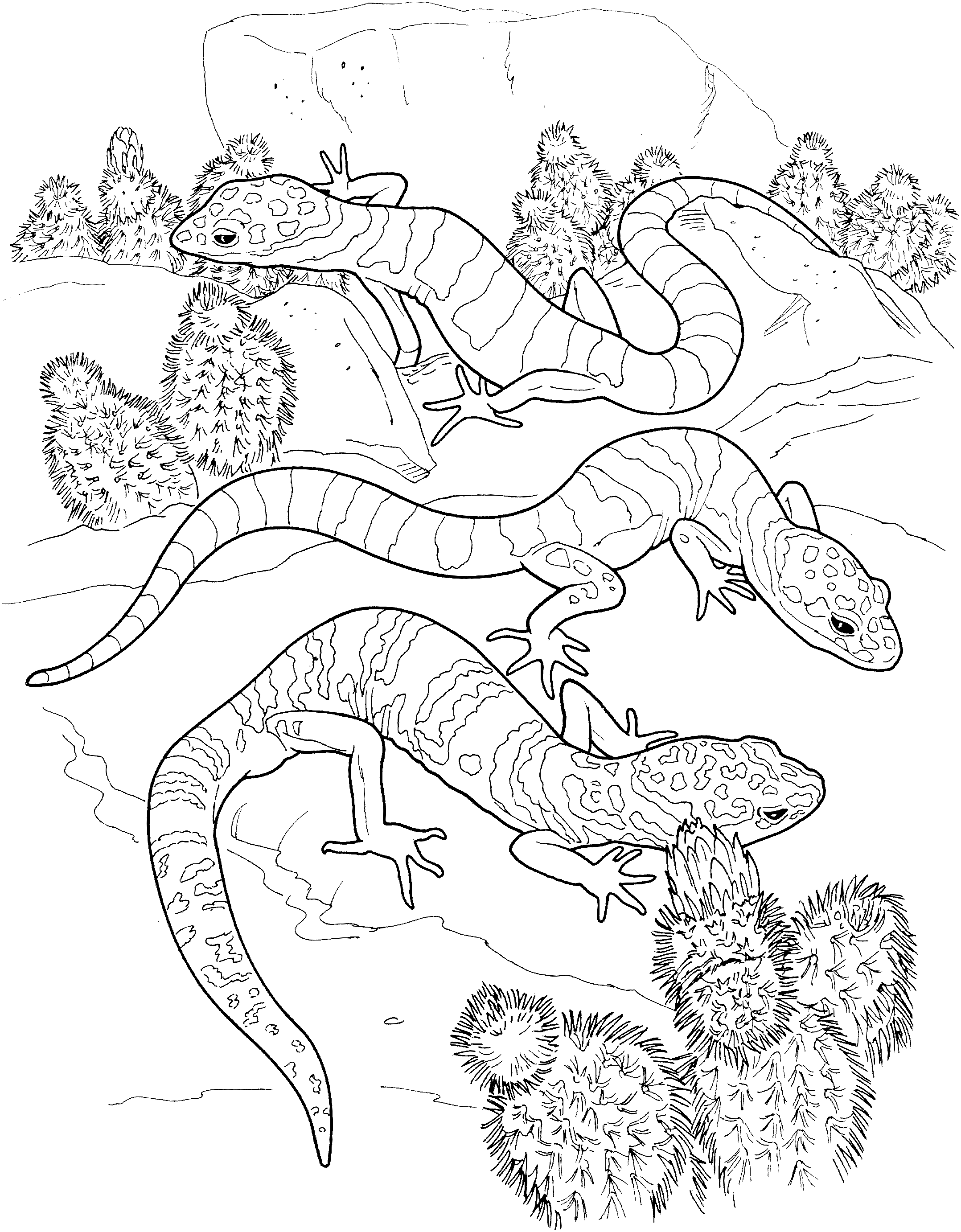 Coloring Lizards Printable Coloring Pages