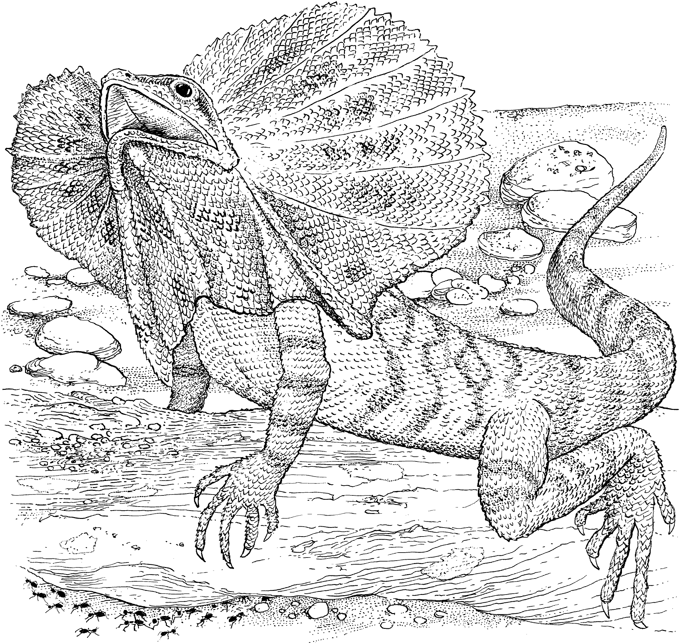 Lizard Coloring Pages 1