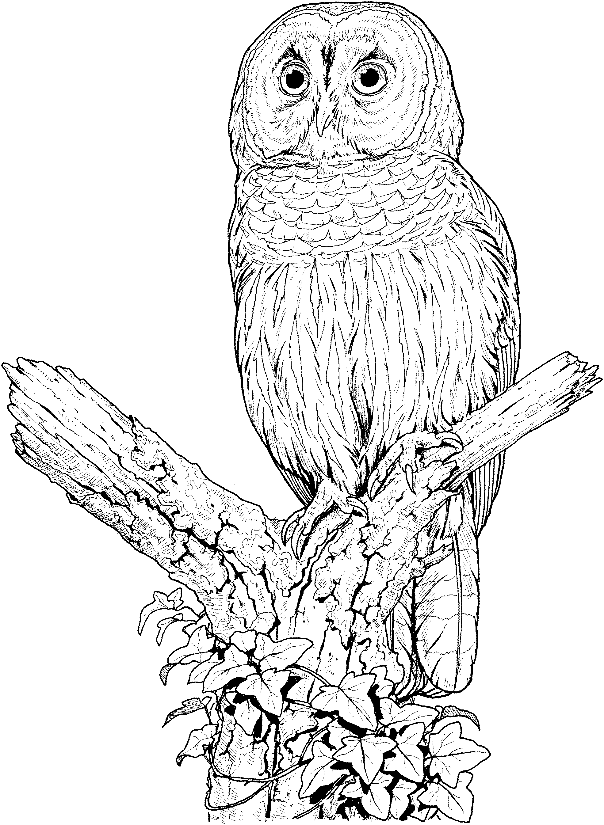 Free Printable Owl Coloring Pages - Printable World Holiday