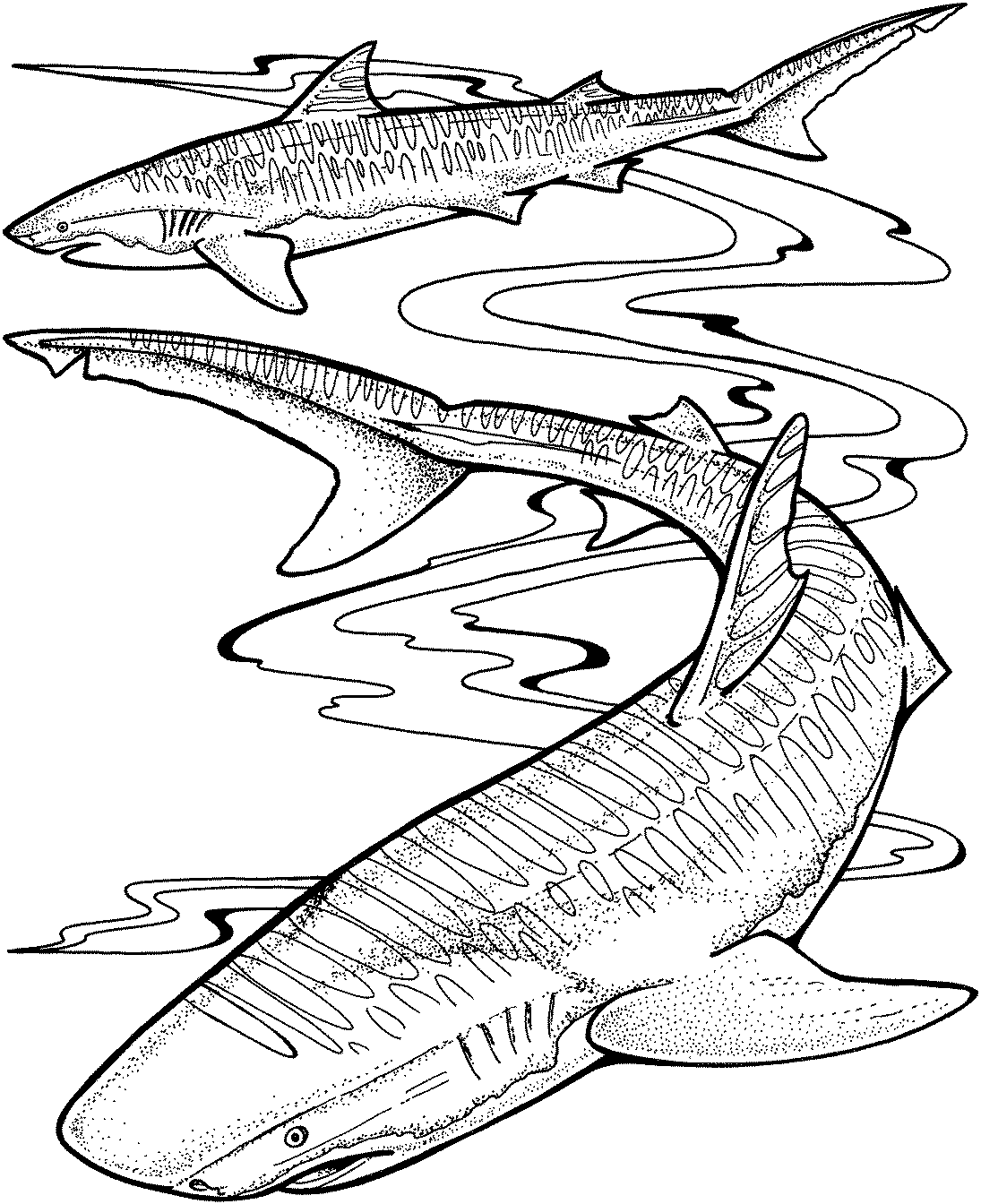 Shark Printable Coloring Pages - Printable Blank World