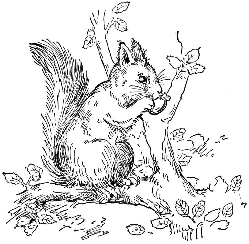 Free Squirrel Coloring Pages