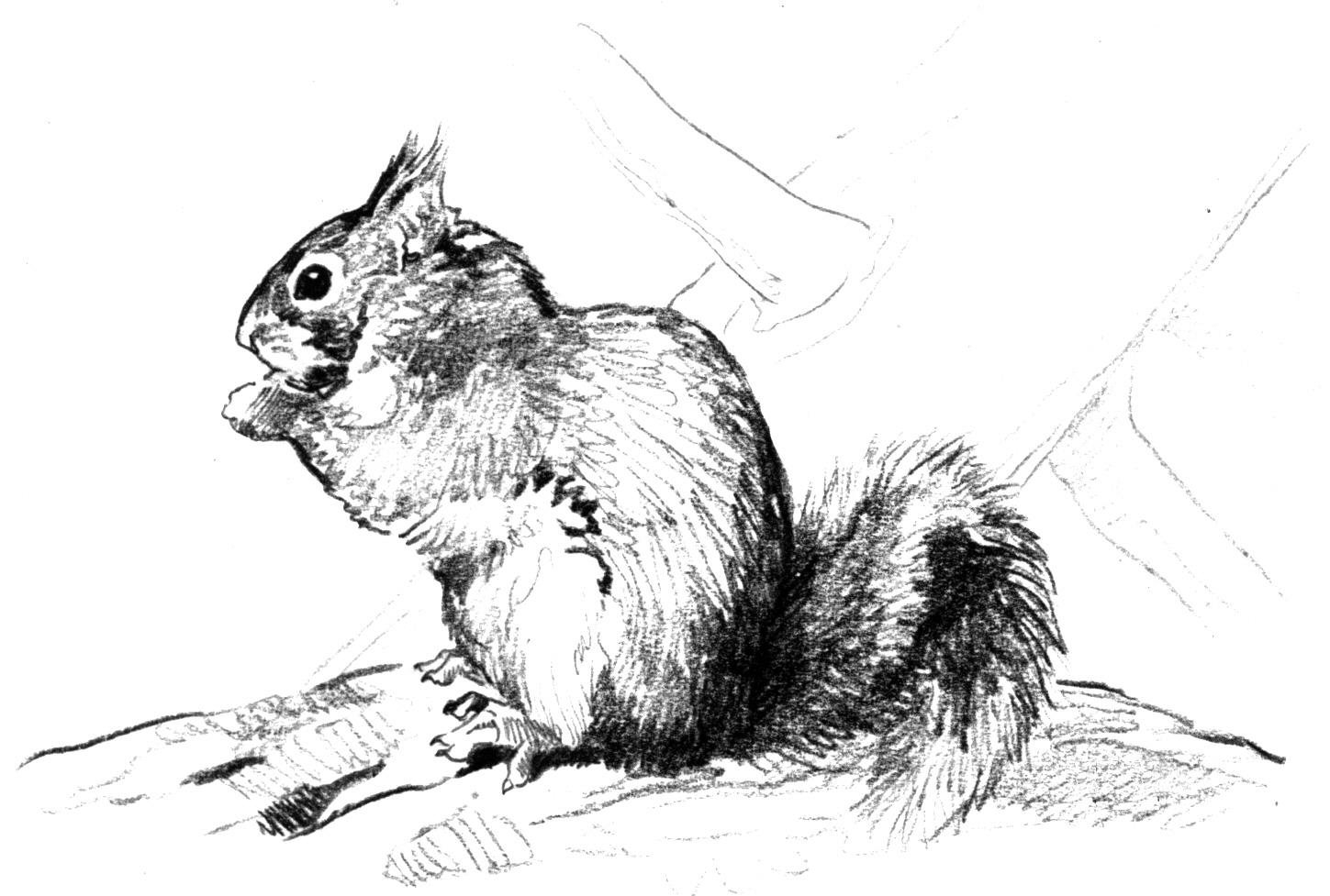 Free Colouring Pages Squirrels : Squirrel Coloring Animals | Waldo Harvey