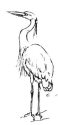 Free Heron Coloring Pages