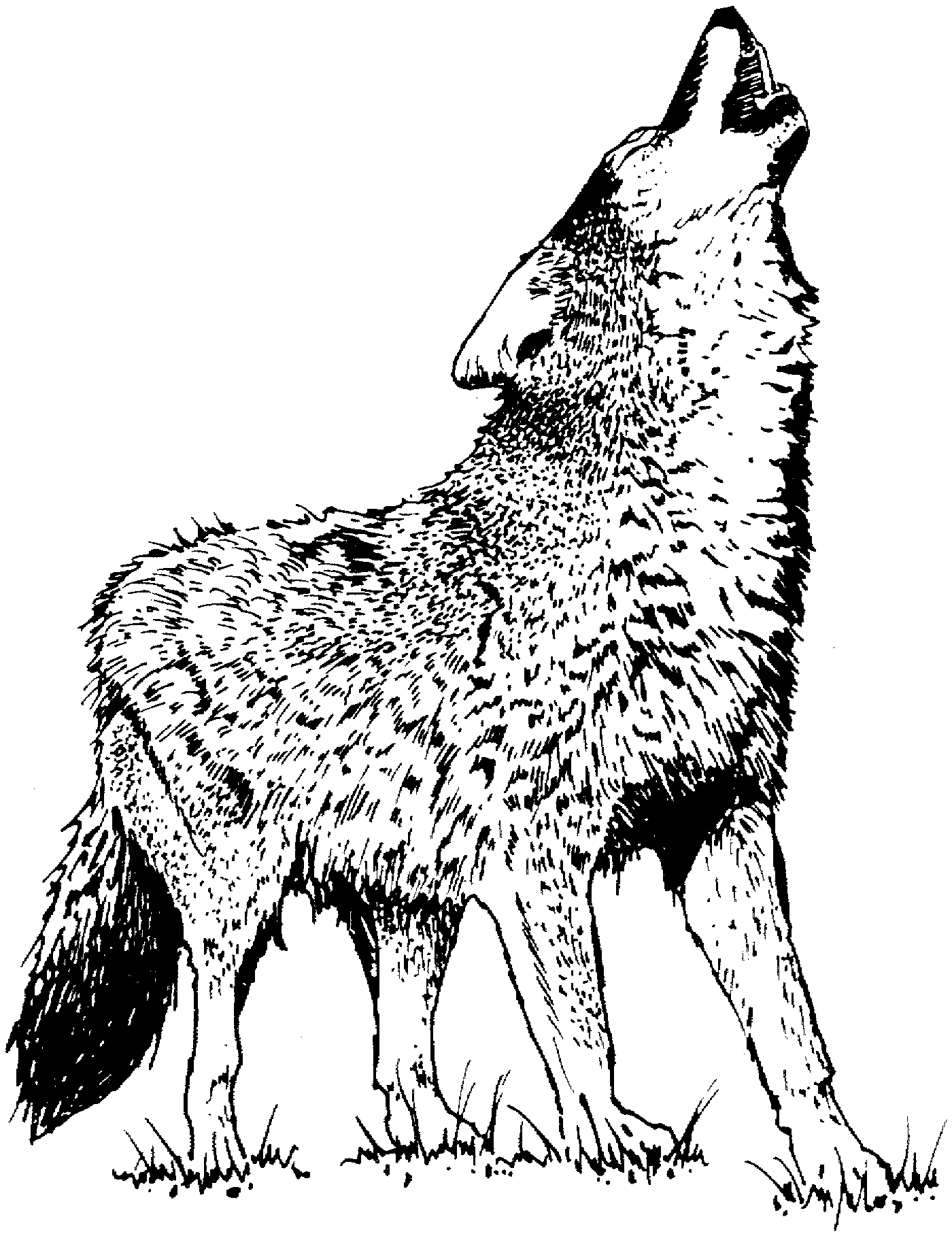 Free Printable Wolf Coloring Pages - Printable Blank World