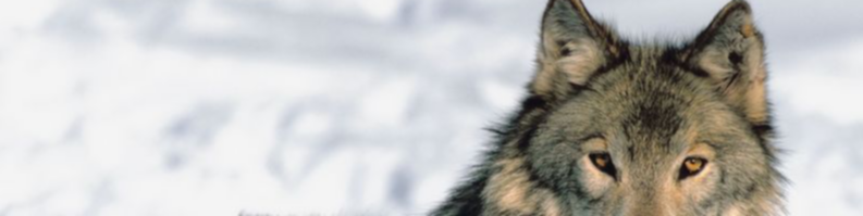 Wildlife Animals
