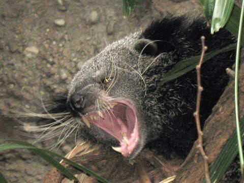 Binturong Photo Gallery