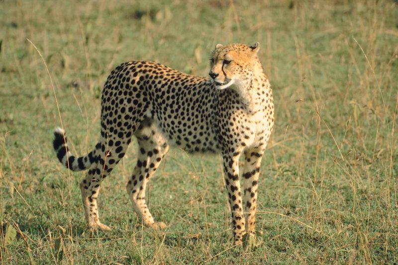 Cheetah Photo Gallery