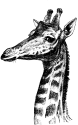 Giraffes - Learn About Giraffes